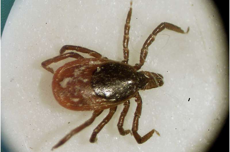 Hungry ticks can use this static trick to land on you and your pets