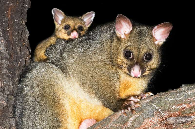 Hunted in New Zealand, conserved in Australia: Brushtail possum genome could help with population management efforts