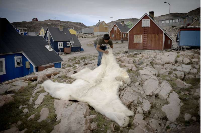 Hunter Peter Arqe-Hammeken unfolds a polar bear skin near his home in Ittoqqortoormiit, Greenland