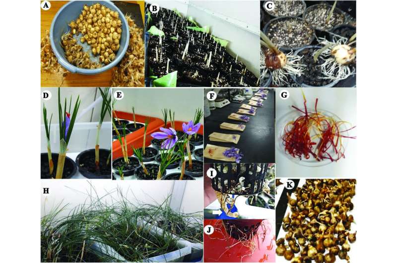 Hydroponic Systems: Promising Method for Sustainable Saffron Production