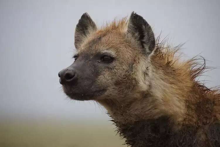 Hyenas inherit power from mothers, but it’s a privilege they pay dearly for