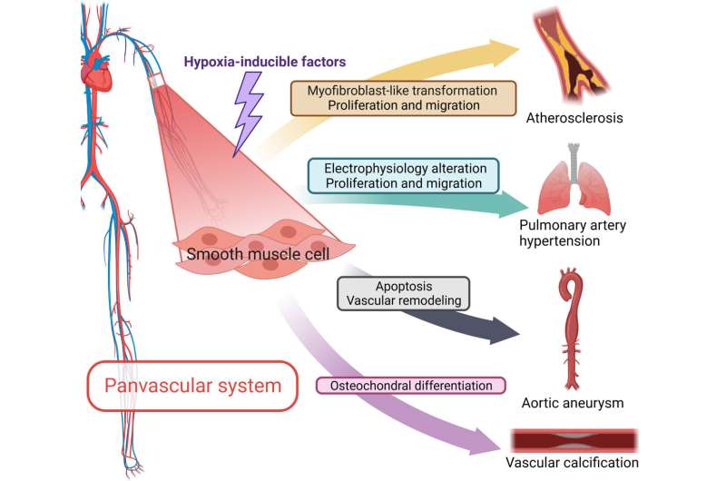 Hypoxia and panvascular diseases: exploring the role of hypoxia-inducible factors in vascular smooth muscle cells under panvascu