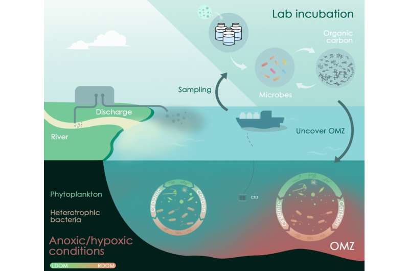 Hypoxic environment is conductive to the organic carbon storage in the coastal ecosystem