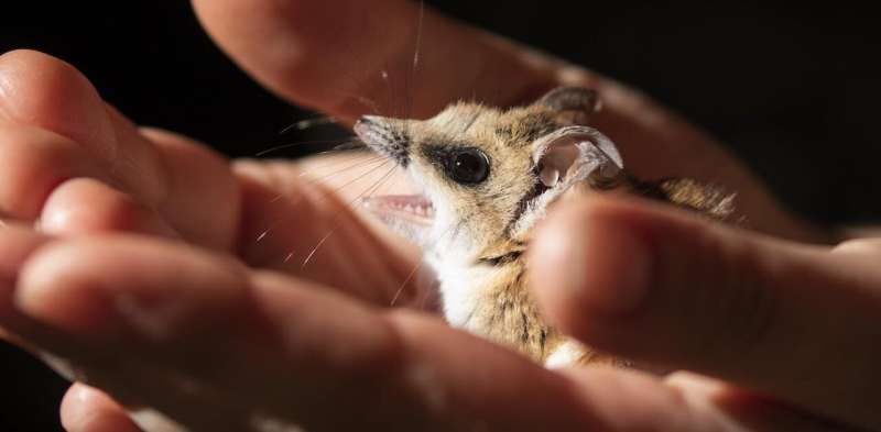 I realised the fat-tailed dunnart was under threat—here’s how I got the species officially listed