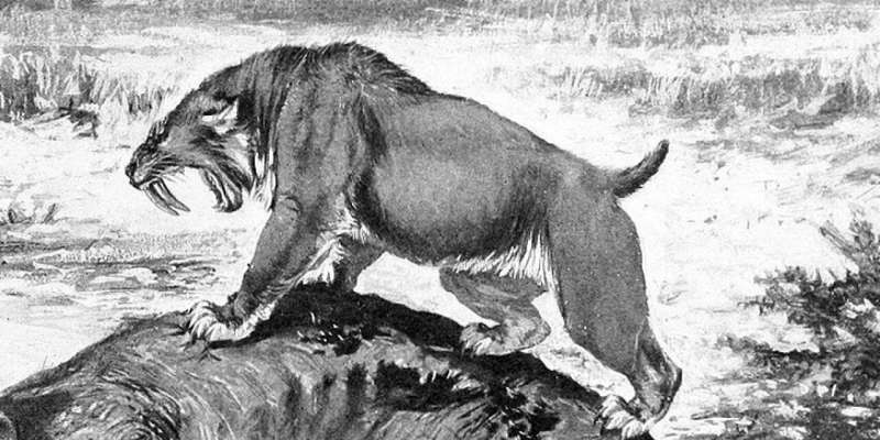 Ice Age saber-tooth cats and dire wolves suffered from painful joints
