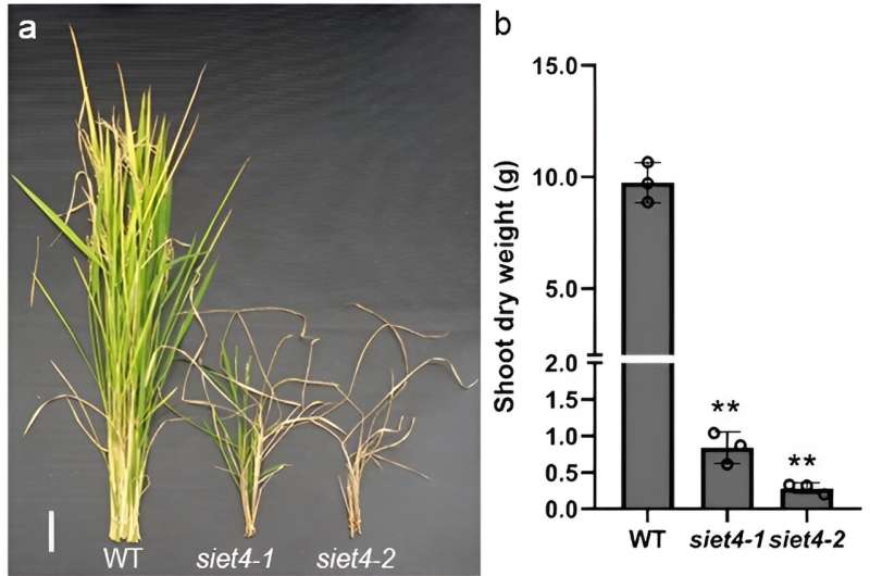Identifying a silicon transporter to improve the yield of rice