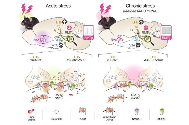 Identifying the inherent mechanism of 'suppressing depressive symptoms caused by stress'