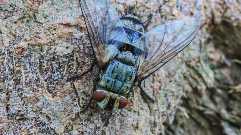 iDNA from flies used to track native species across WA's wheatbelt