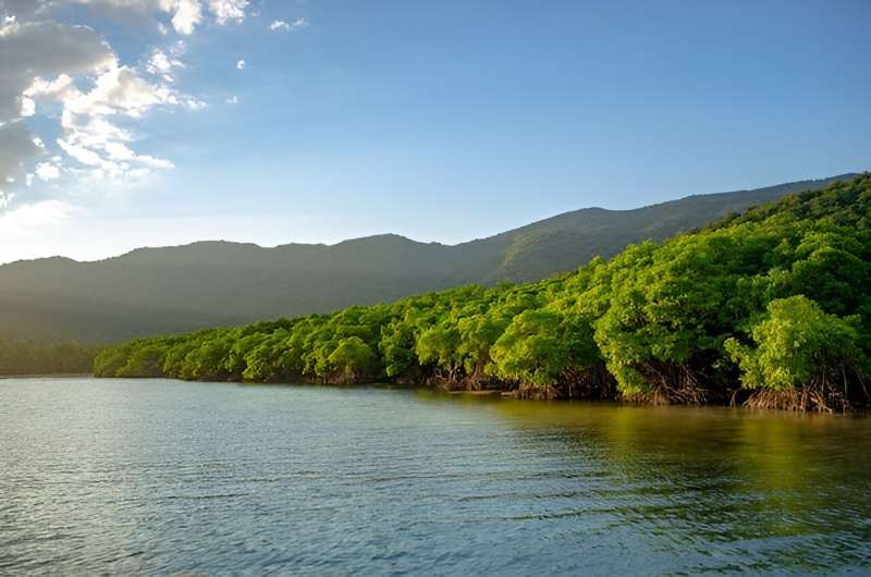 If we protect mangroves, we protect our fisheries, our towns and ourselves