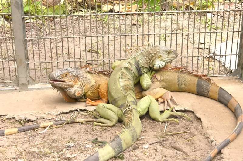 Iguanas are not indigenenous to Thailand but have been increasingly popular as pets