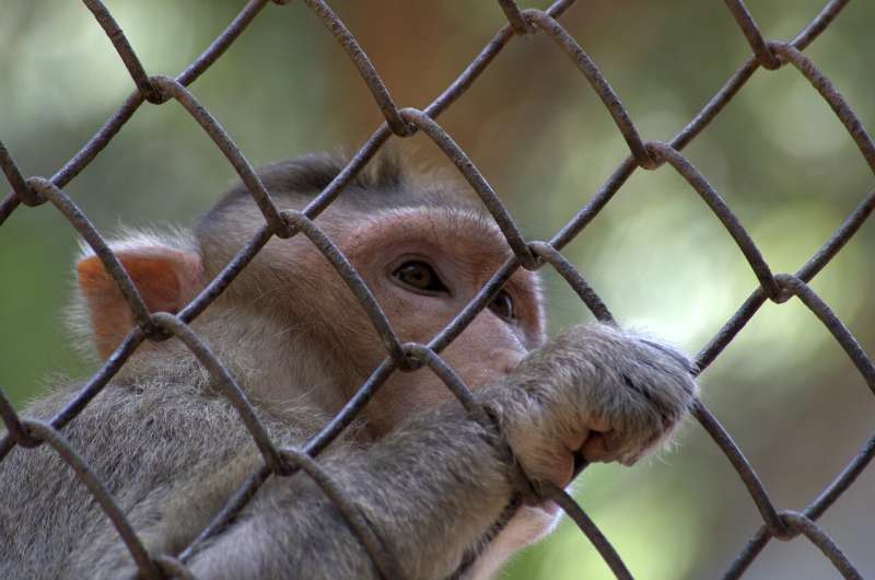 Illegal macaque trade could spark the next pandemic