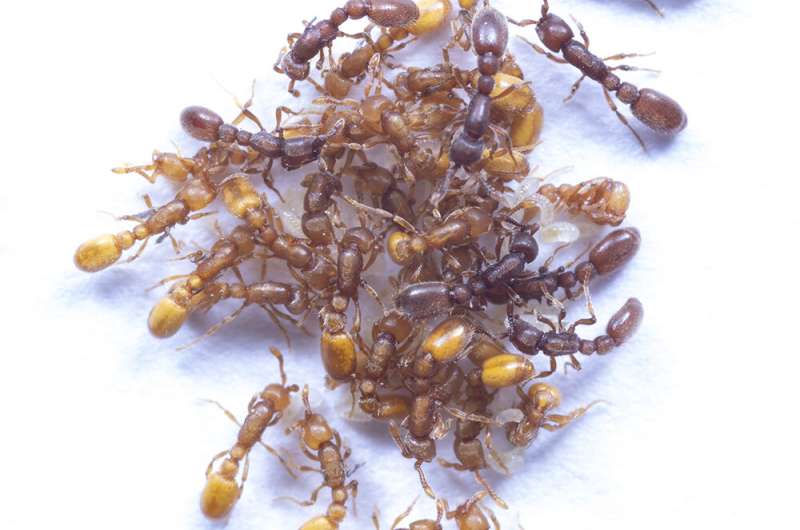 Illuminating the evolution of social parasite ants