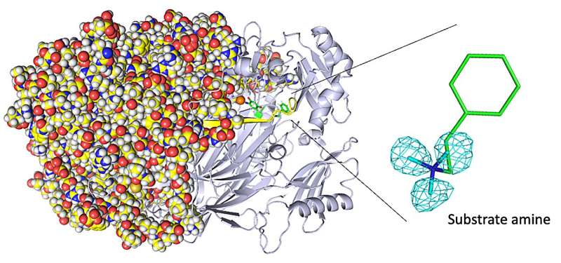 Imaging the smallest atoms provides insights into an enzyme's unusual biochemistry