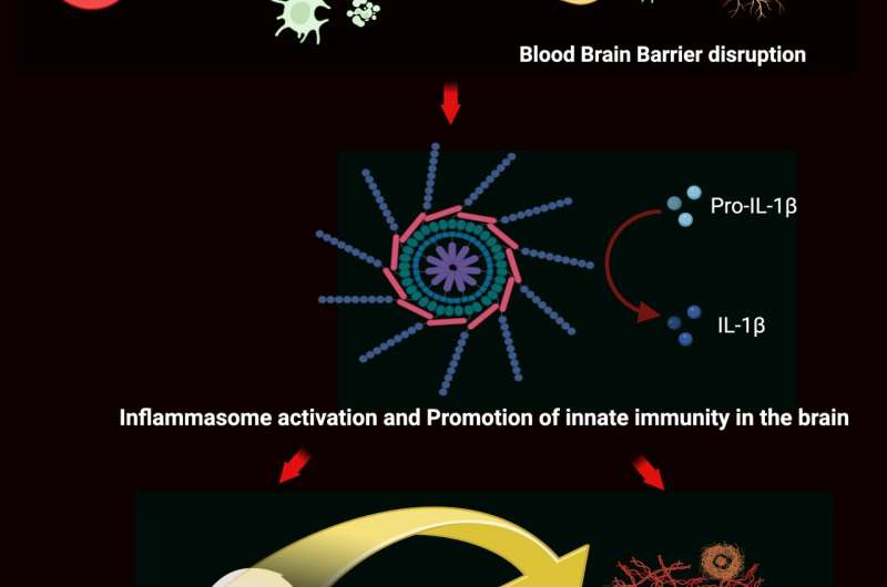 Immune cells linked to anxiety, depression, and Alzheimer's disease