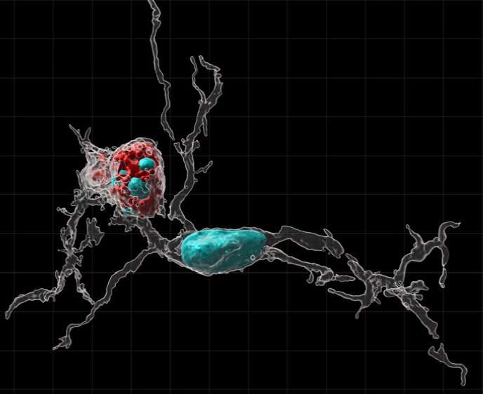 Immune system sculpts rat brains during development