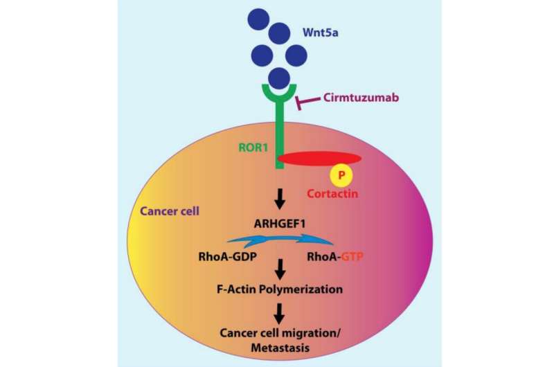 Impact of cortactin in cancer progression