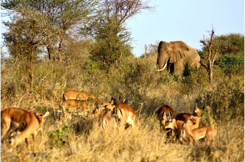 impalas and elephants