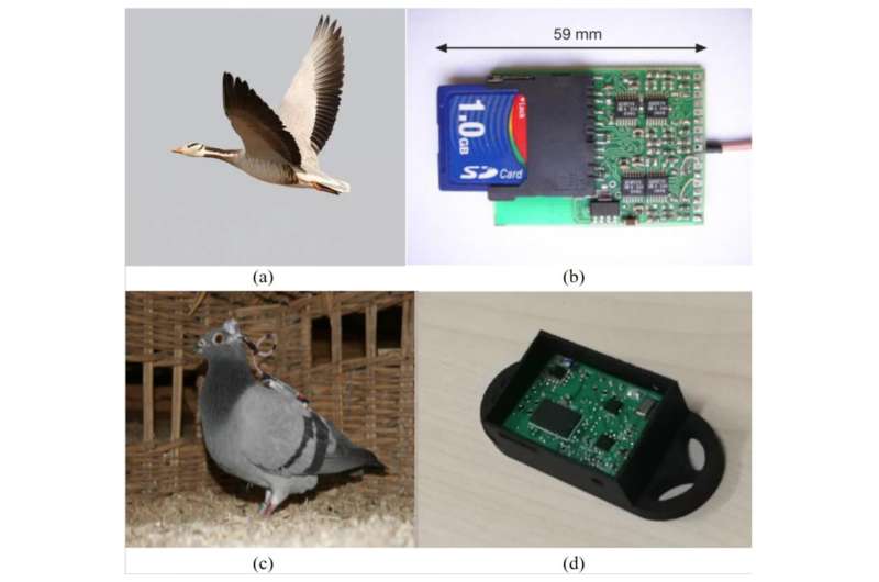 Improved algorithm enhances precision of pressure sensors for wild bird tracking