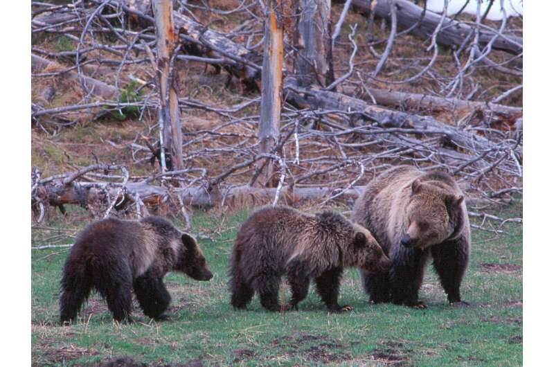 In a changing ecosystem, Yellowstone grizzly bears are resilient