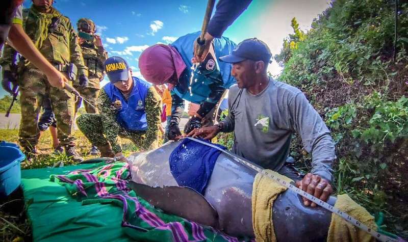 In a picture released by the Colombian Navy, rescuers attend to two pink river dolphins which had become trapped in shallow wate