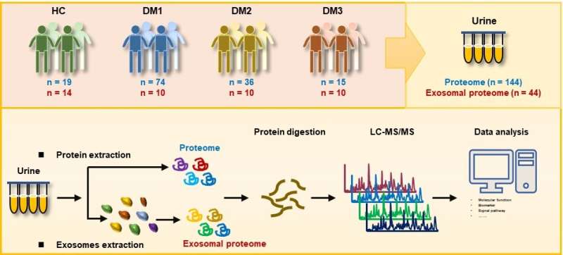 In-depth urinary and exosome proteome profiling analysis identifies novel biomarkers for diabetic kidney disease