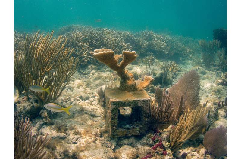 In Florida, endangered coral is finding a way to bloom