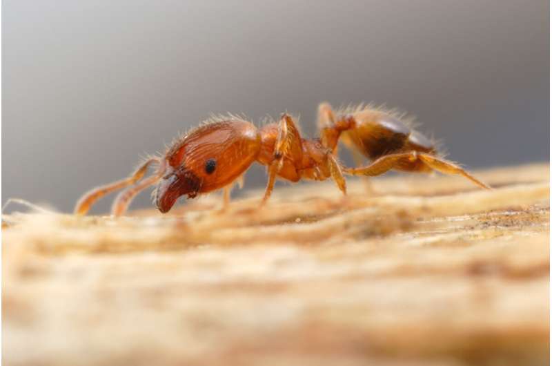 In Florida study, nonnative leaf-litter ants are replacing native ants