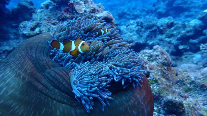 In hot water: Ocean warming impacts growth, metabolic rate and gene activity of newly hatched clownfish