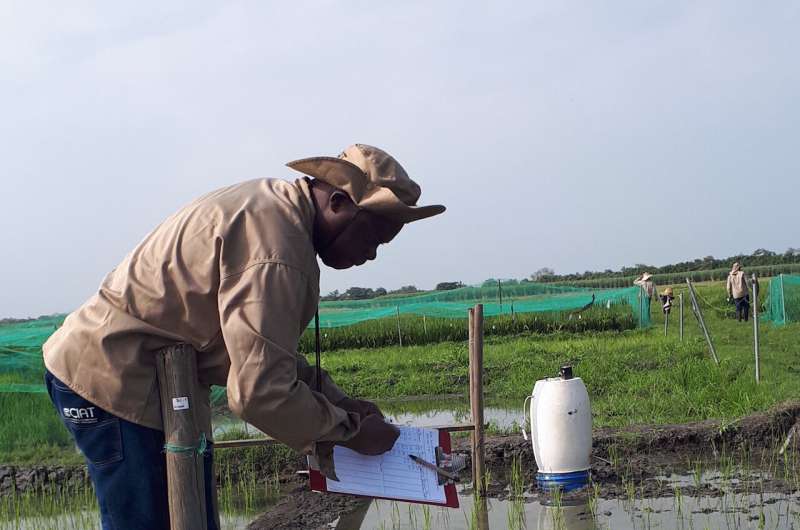 In search of rice to reduce methane emissions