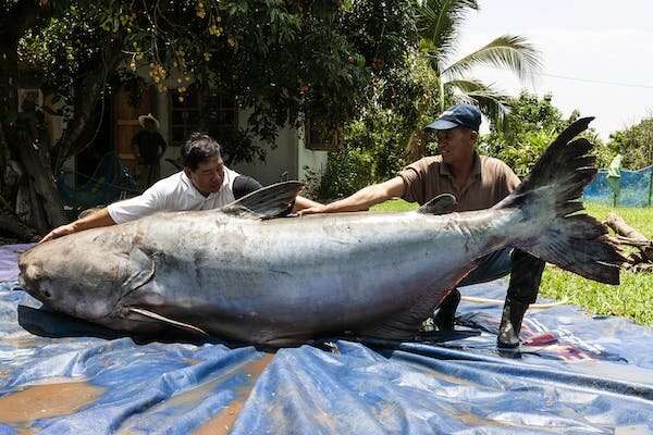 In search of the world's largest freshwater fish—the wonderfully weird giants lurking in Earth's rivers