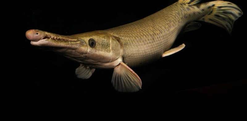 In search of the world's largest freshwater fish—the wonderfully weird giants lurking in Earth's rivers
