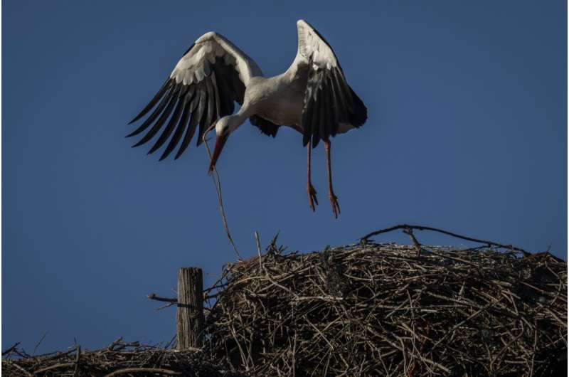 In Spain, storks' trash diet driven by climate change