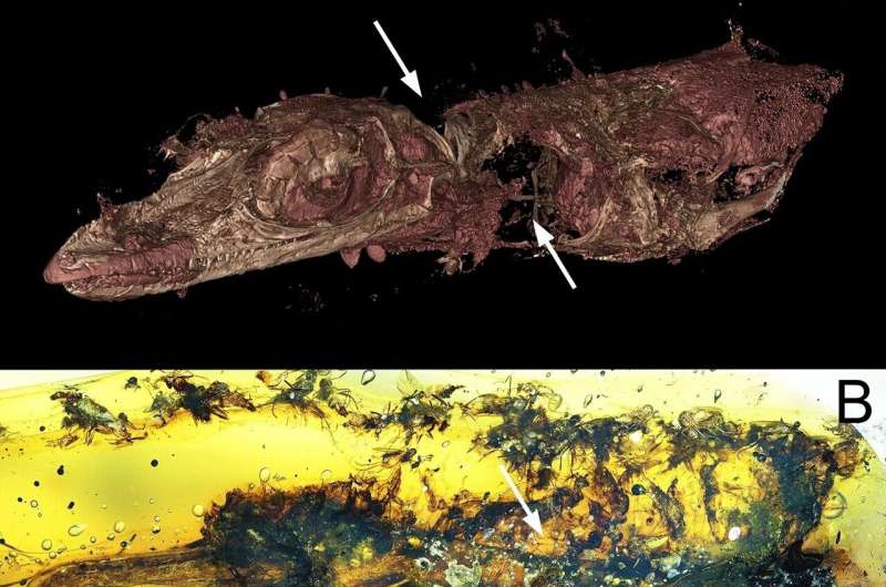 In the necrophagous trap: Cretaceous amber preserves lizard carcass with necrophagous insects—ants are not among them