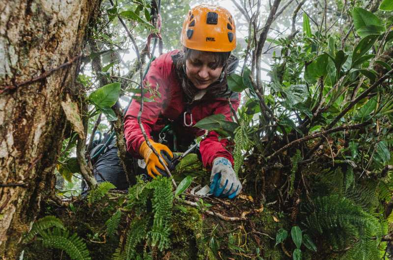 In the treetops: USU ecologist studies canopy soil abundance, chemistry