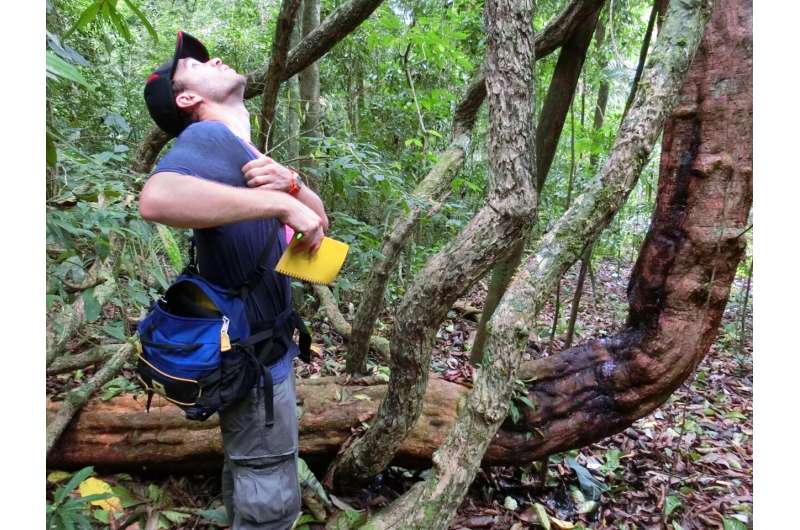 In the tropics, woody vines make lightning more deadly for forests