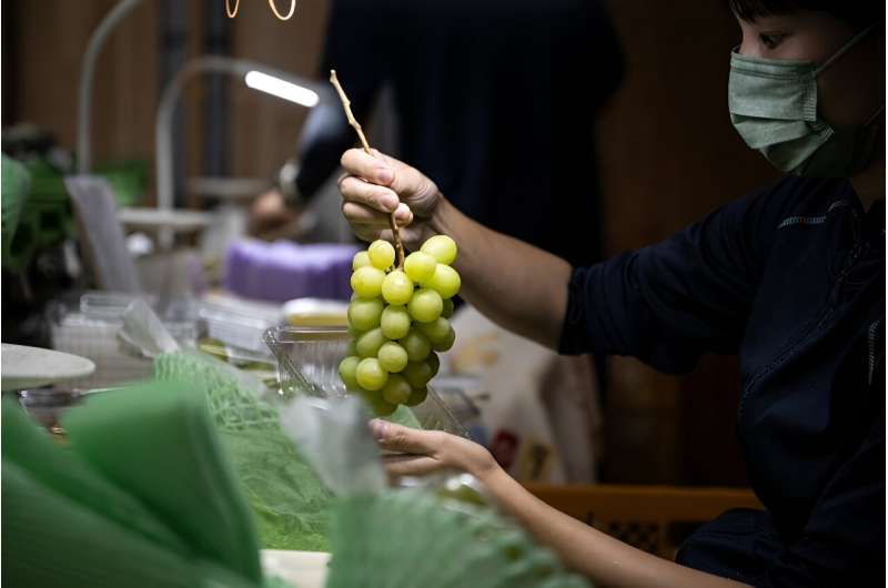 In the view of Japanese farmers and officials, the chunky emerald-green Shine Muscat, one of many fruit varieties created by Japan, has been 'stolen' by China and South Korea