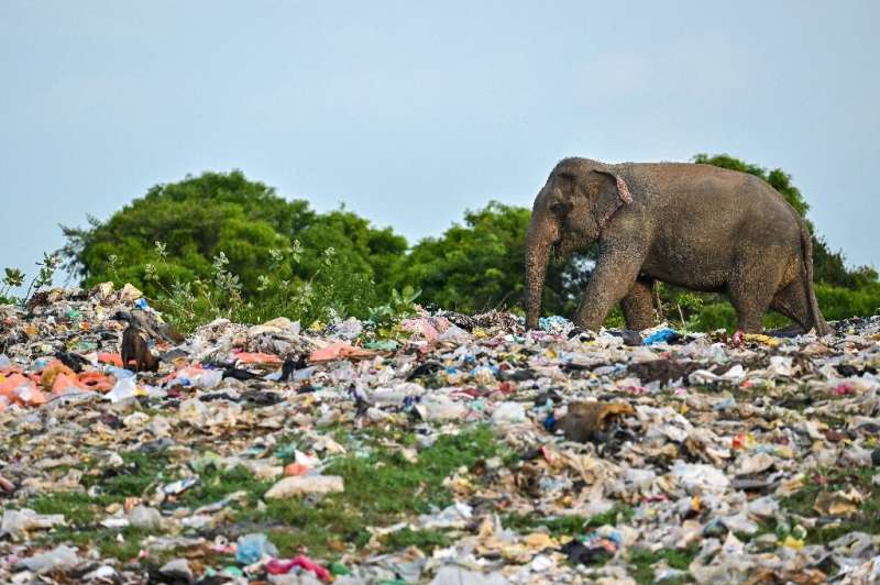 In this picture taken on June 3, 2023, a wild elephant eats rubbish mixed with plastic waste at a dump in Ampara, Sri Lanka