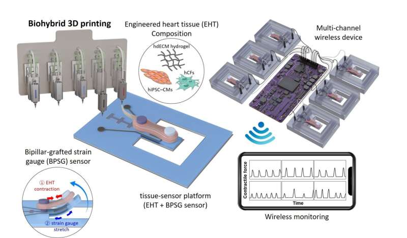In vitro 3D engineered heart tissue that monitors drug-induced cardiotoxicity