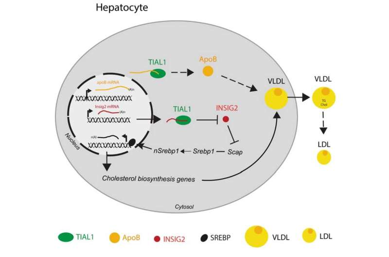In vivo PAR-CLIP (viP-CLIP) of liver TIAL1 unveils targets regulating cholesterol synthesis and secretion