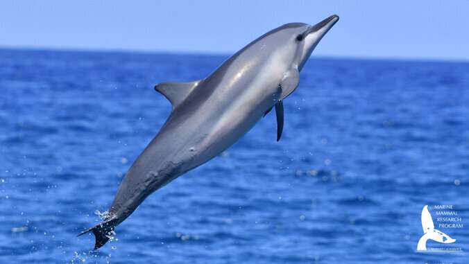 Individual whale, dolphin ID using facial recognition tech