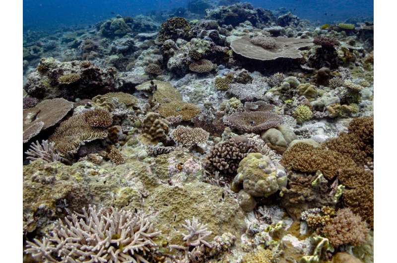 Indo-Pacific corals more resilient to climate change than Atlantic corals