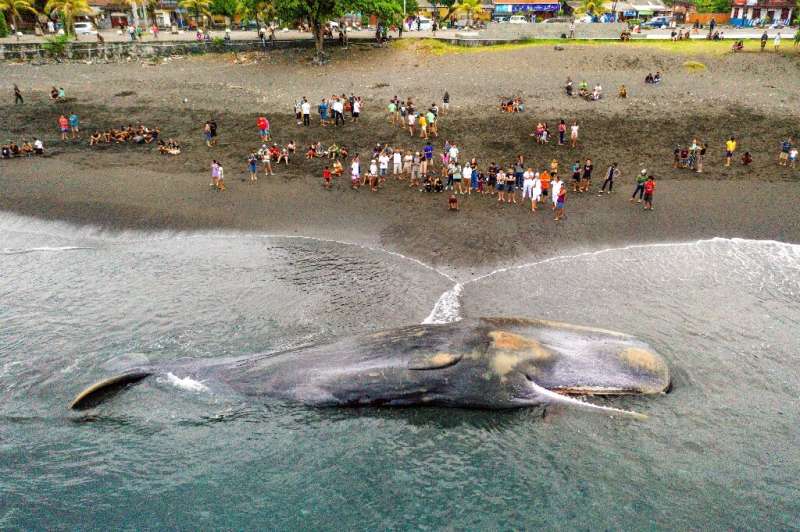 Indonesian animal experts were to conduct an autopsy on the massive whale after its death