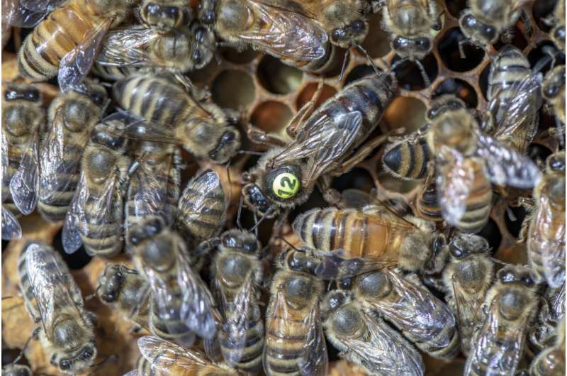 Indoor 'queen banking' could help beekeepers deal with changing climate