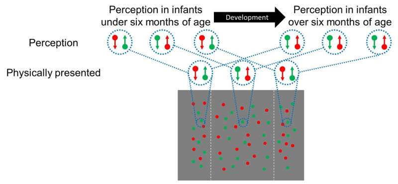 Infants are not startled by visual illusions