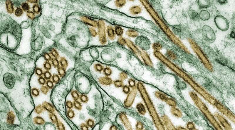 Influenza expert assesses how worried we should be about H5N1