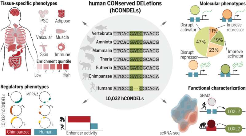 Information 'deleted' from the human genome may be what made us human
