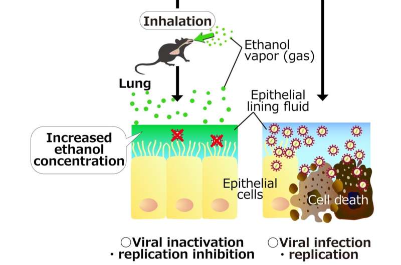 Inhaled ethanol may treat respiratory infections and stop pandemics