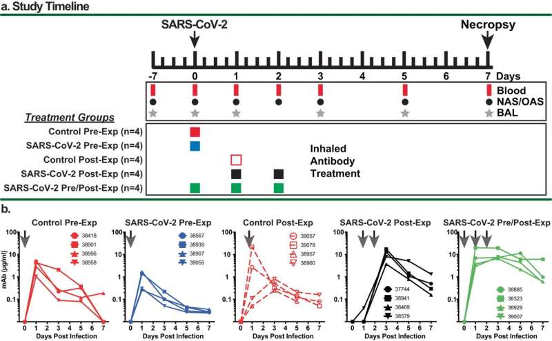 Inhaled monoclonal antibodies protective against COVID-19