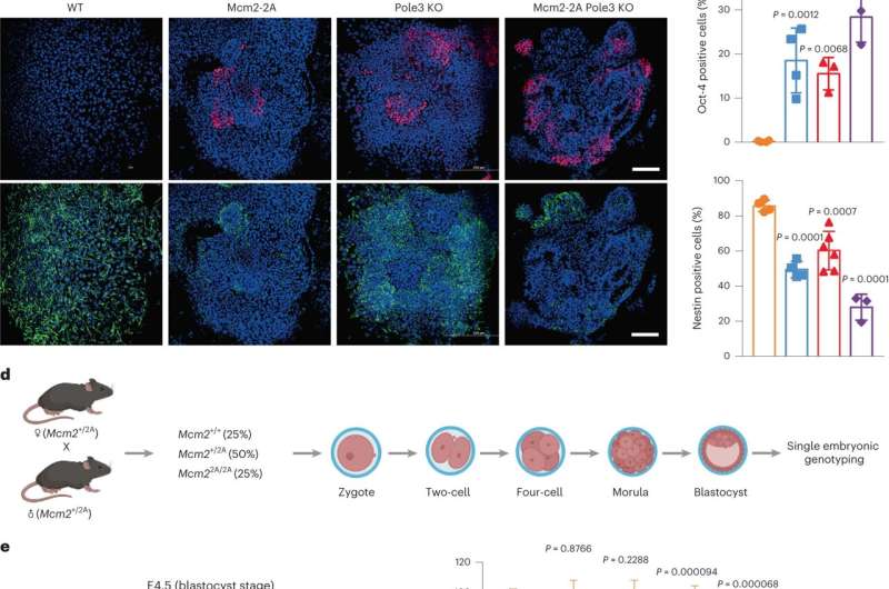 Inheritance of parental histones safeguards fate of embryonic stem cell