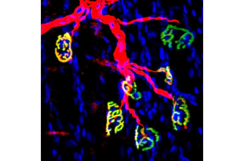 Inhibiting an enzyme associated with aging could help damaged nerves regrow and restore strength